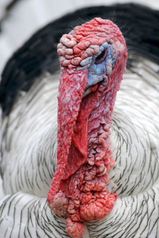 Dieses Tier kennen die meisten Amerikaner nur als knuspriger Braten zu Thanksgiving. Aber interessant ist auch mal ein genauerer Blick auf den lebendigen Truthahn (auch Puter genannt).