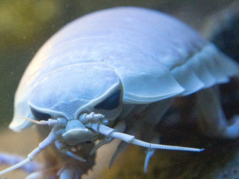 Ganz schön gefährlich sieht diese Tiefsee-Riesenassel aus. Die Art kann 45 Zentimeter lang und 1,7 Kilogramm schwer werden und lebt im Atlantischen bzw. im Pazifischen Ozean.