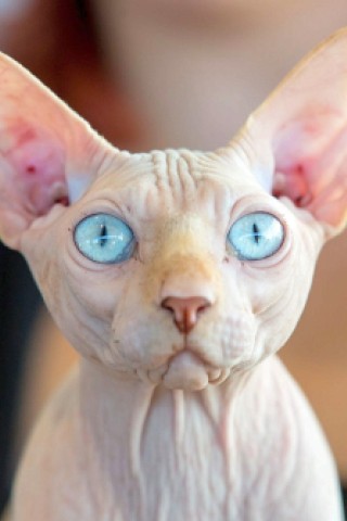 Über die Schönheit der Nacktkatze der Rasse Sphynxlässt sich definitiv auch nicht streiten. Tierschützer beklagen sich jedoch über die Zucht der durch Mutation haarlosen Katzenrasse.