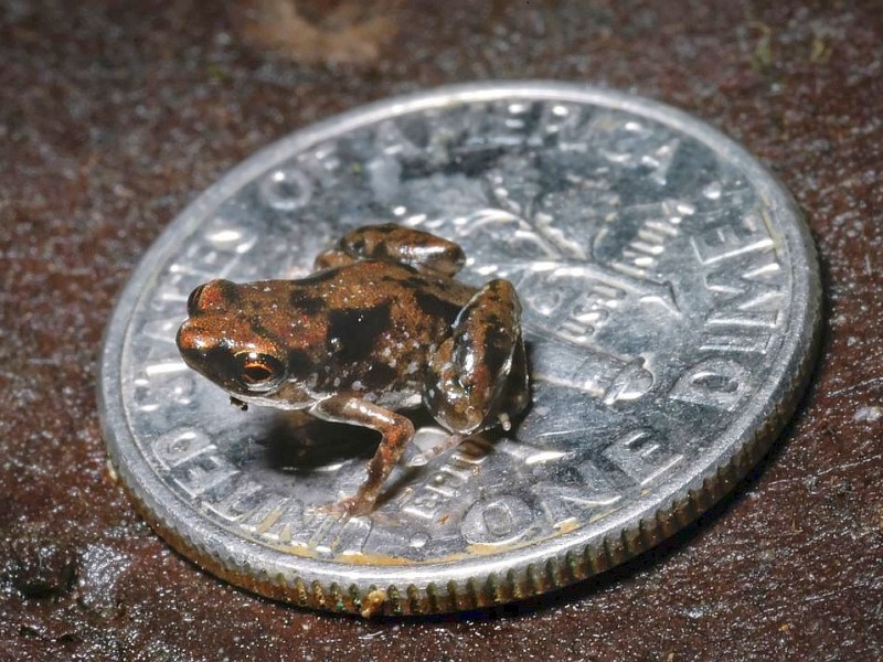 Auffallend klein ist dieser Frosch aus dem Regenwald von Papua-Neuguinea. Der Paedophryne amanuensis ist nur sieben Millimeter groß und damit das kleinste bekannte Wirbeltier der Welt.