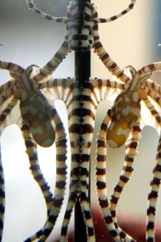 Auch dies ist ein Tier: Die seltene Krakenart Wunderpus. Sie lebt normalerweise in den flacheren Gewässern des malayischen Archipels.