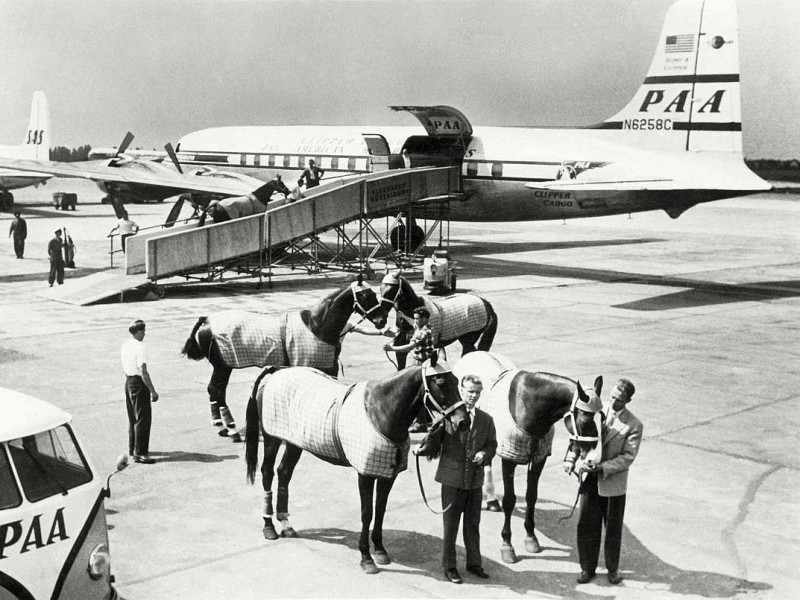 1956 standen auch Pferde auf dem Rollfeld - vor einer Pan Am DC-6A/.