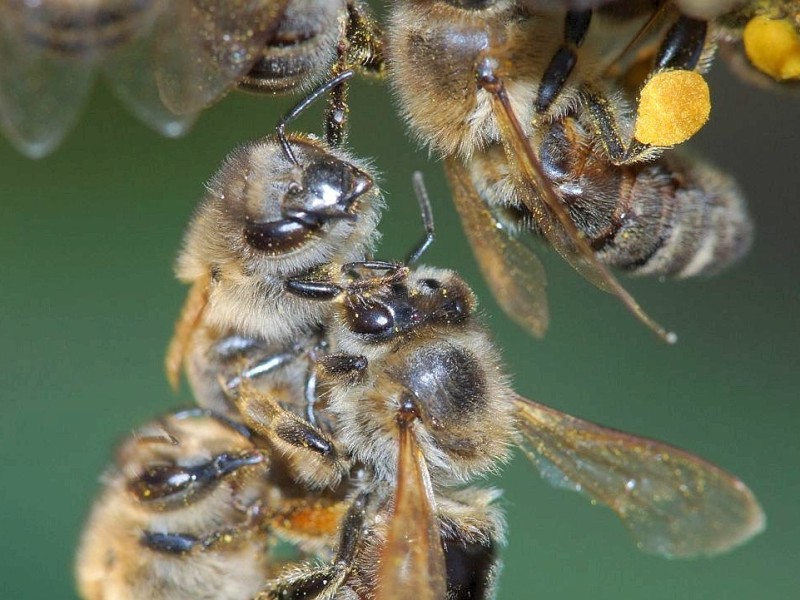 Die Bienen suchen Blei, Arsen, Quecksilber, Cadmium, Chrom, Kupfer und Zink - all das wurde aber bislang nur in unbedenklichen Größenordnungen entdeckt.