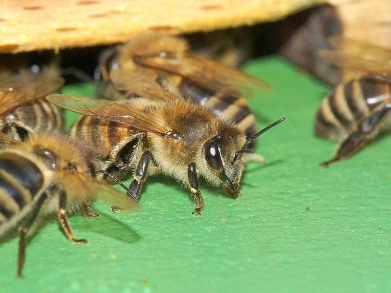 Auf der Suche nach Nahrung fliegen Bienen je nach Futterangebot regelmäßig eine Fläche von bis zu 30 Quadratkilometern ab, pro Tag unternimmt eine Biene etwa 40 Ausflüge und besucht dabei mehrere tausend Blüten.