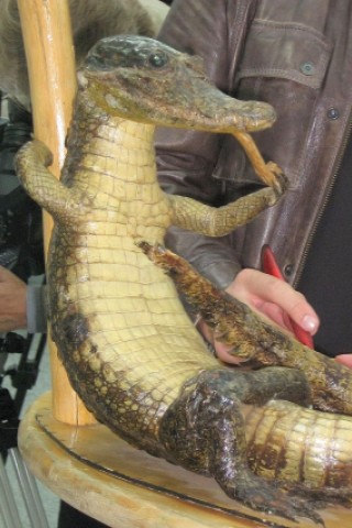 Ein Krokodil wurde gar zum Aschenbecher umfunktioniert.