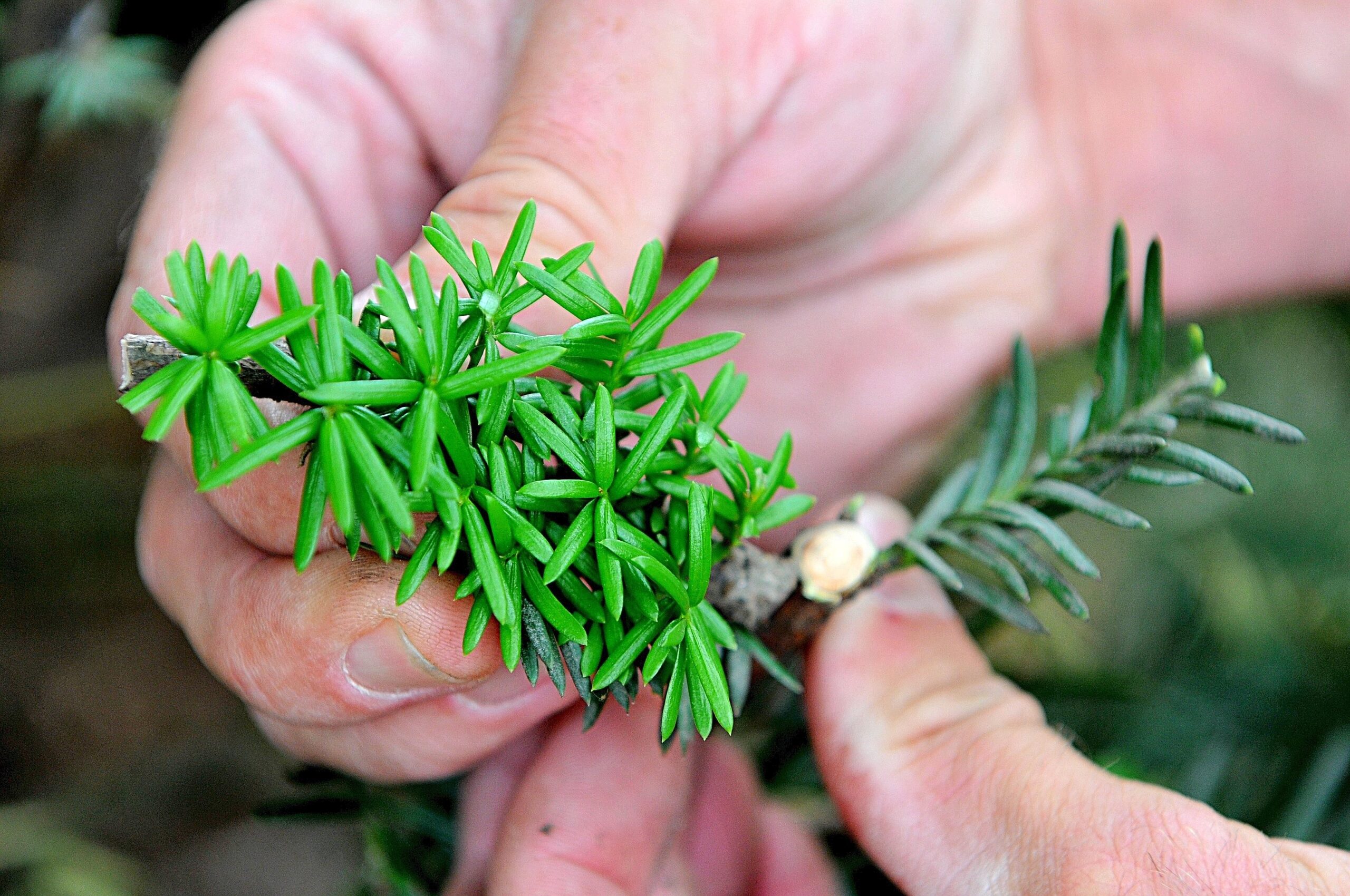 Je nach Witterung treiben die Knospen nach zwei bis zehn Wochen wieder aus. Foto: Katharina Klöber / WAZ FotoPool