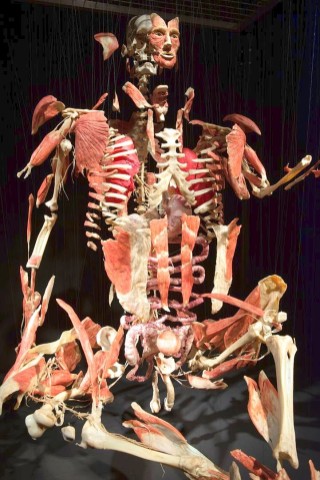 Die Themenausstellung Körperwelten und der Zyklus des Lebens mit Plastinaten des menschlichen Körpers ist erstmals im Ruhrgebiet zu sehen, in Bochum an der Hermannshöhe, am Donnerstag, den 29. August  2013 in Bochum.  Foto: Ingo Otto / WAZ FotoPool