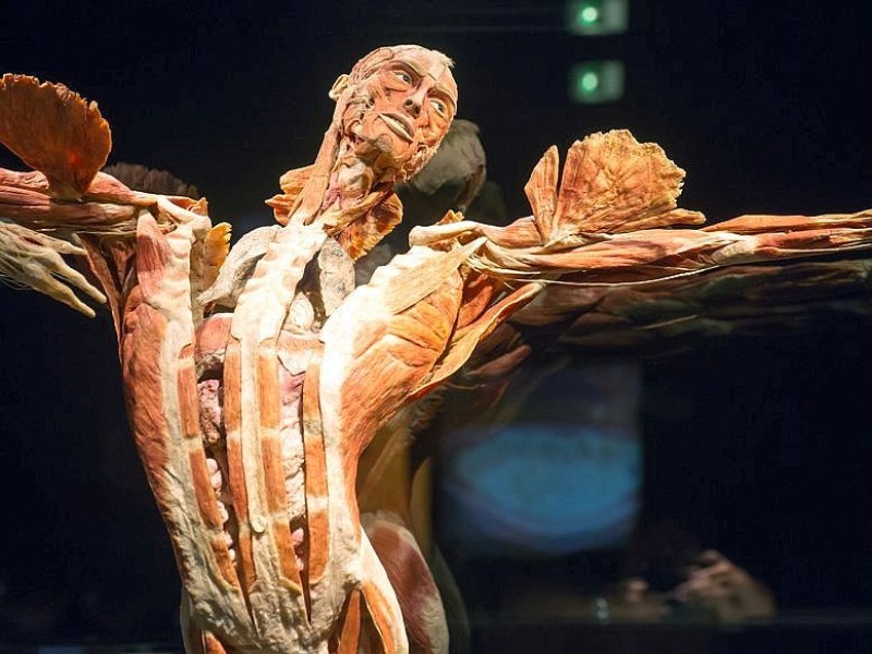 Die Themenausstellung Körperwelten und der Zyklus des Lebens mit Plastinaten des menschlichen Körpers ist erstmals im Ruhrgebiet zu sehen, in Bochum an der Hermannshöhe, am Donnerstag, den 29. August  2013 in Bochum.  Foto: Ingo Otto / WAZ FotoPool