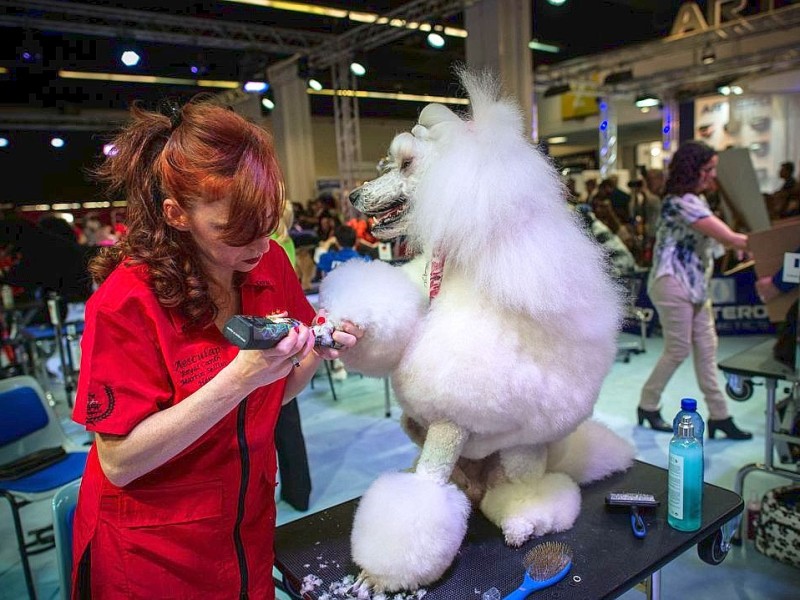 Waschen, Schneiden, Stylen: Hier wurden die Hunde schick gemacht. 17 Teams kämpften auf der Weltmeistschaft der Hundefriseure um den Titel.