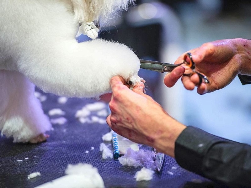 Waschen, Schneiden, Stylen: Hier wurden die Hunde schick gemacht. 17 Teams kämpften auf der Weltmeistschaft der Hundefriseure um den Titel.