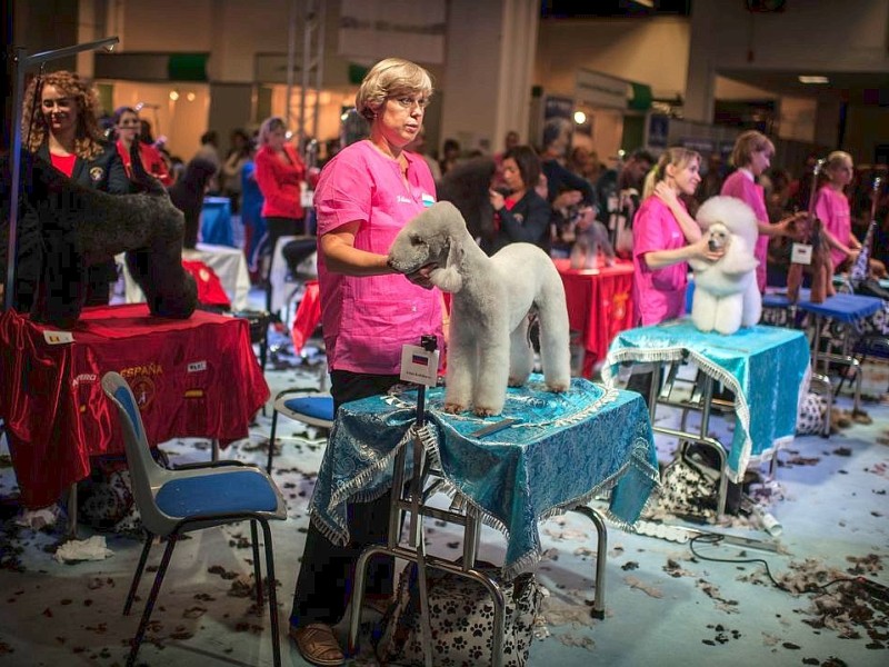 Waschen, Schneiden, Stylen: Hier wurden die Hunde schick gemacht. 17 Teams kämpften auf der Weltmeistschaft der Hundefriseure um den Titel.