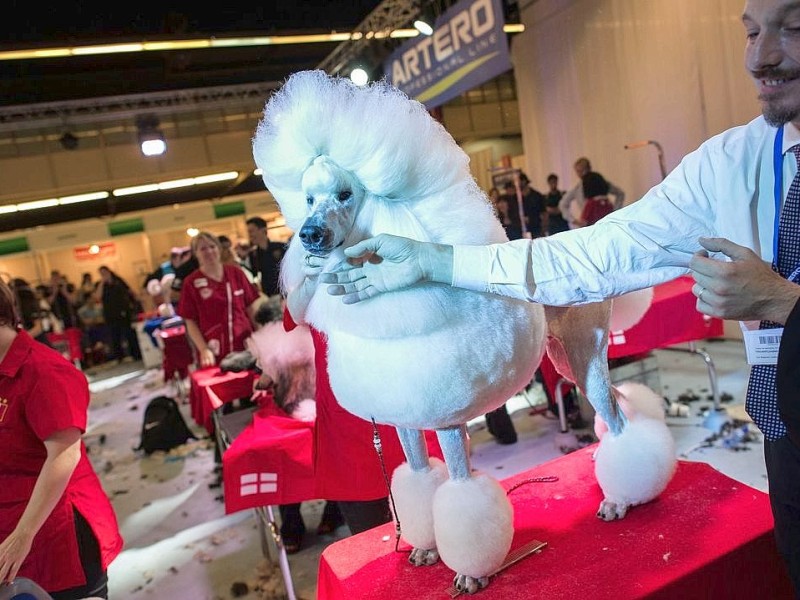 Waschen, Schneiden, Stylen: Hier wurden die Hunde schick gemacht. 17 Teams kämpften auf der Weltmeistschaft der Hundefriseure um den Titel.