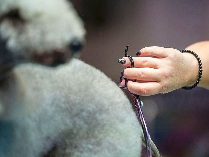 Waschen, Schneiden, Stylen: Hier wurden die Hunde schick gemacht. 17 Teams kämpften auf der Weltmeistschaft der Hundefriseure um den Titel.