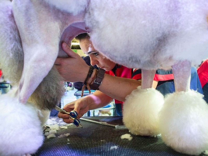 Waschen, Schneiden, Stylen: Hier wurden die Hunde schick gemacht. 17 Teams kämpften auf der Weltmeistschaft der Hundefriseure um den Titel.