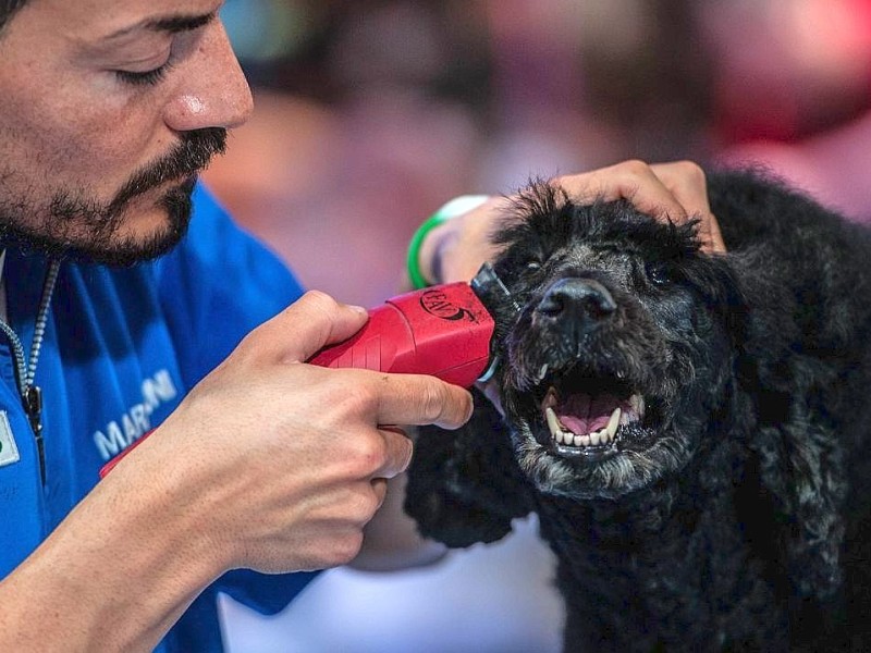 Waschen, Schneiden, Stylen: Hier wurden die Hunde schick gemacht. 17 Teams kämpften auf der Weltmeistschaft der Hundefriseure um den Titel.
