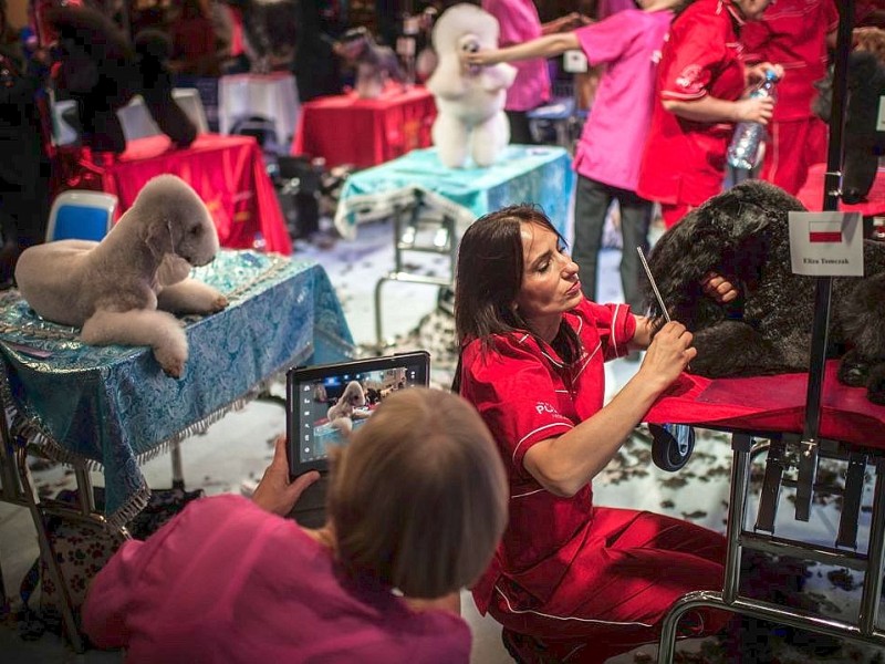 Waschen, Schneiden, Stylen: Hier wurden die Hunde schick gemacht. 17 Teams kämpften auf der Weltmeistschaft der Hundefriseure um den Titel.