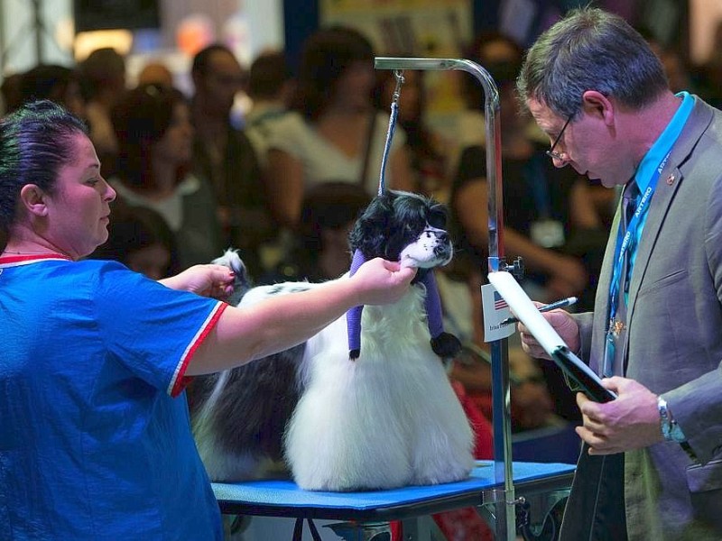 Waschen, Schneiden, Stylen: Hier wurden die Hunde schick gemacht. 17 Teams kämpften auf der Weltmeistschaft der Hundefriseure um den Titel.