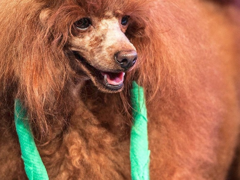 Waschen, Schneiden, Stylen: Hier wurden die Hunde schick gemacht. 17 Teams kämpften auf der Weltmeistschaft der Hundefriseure um den Titel.