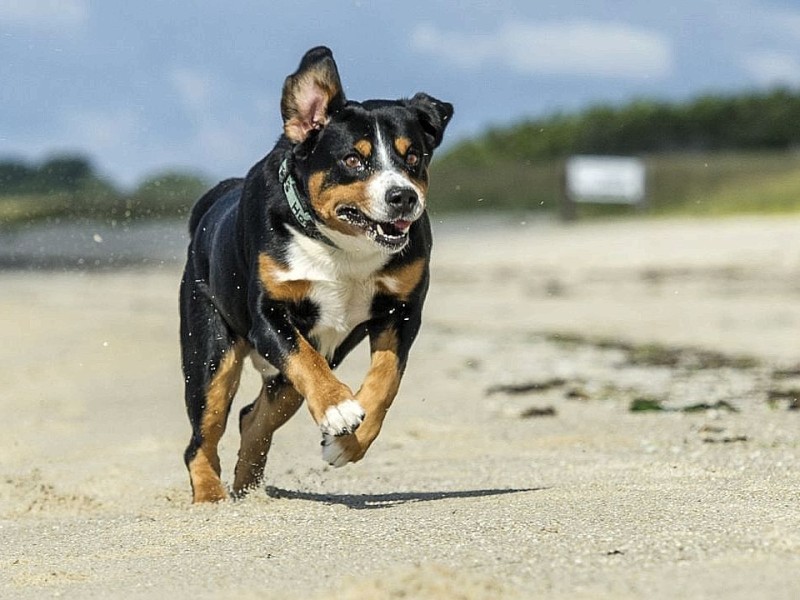 Hotte ist ein Entlebucher Sennenhund, Herrchen Manfred Wesselborg hat das Foto aufgenommen.