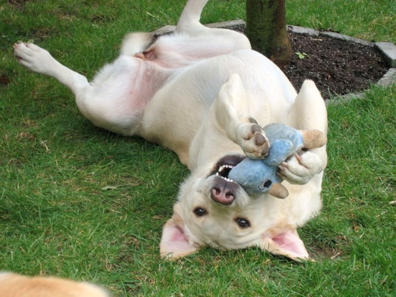 Das ist Bella, eine Labradorhündin im Alter von acht Jahren, aufgenommen von  Franz Gibowski