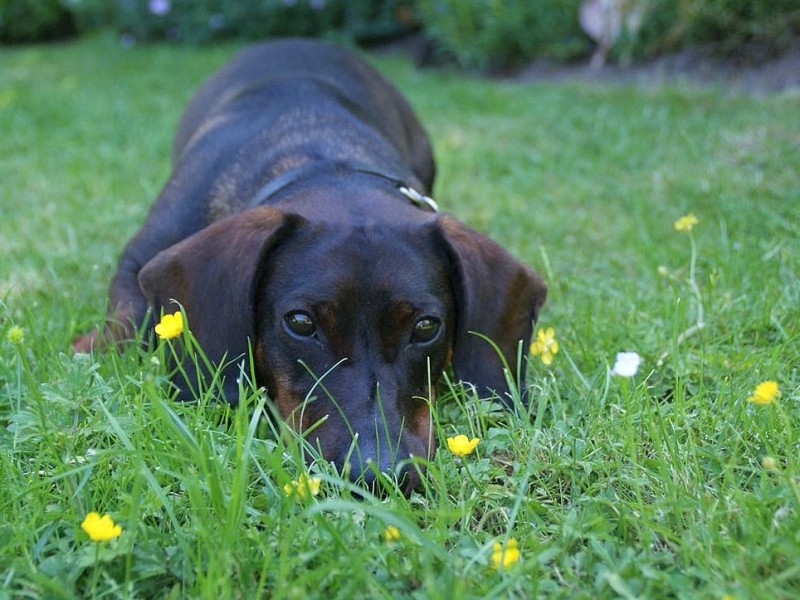 Barbi Mohr fotografierte ihren Hund Amigo, der für sie „der schönste und beste der Welt ist. Er hat ganz feine Antennen, und wenn es mir nicht so gut geht, weiß er, was er zu tun hat. Wenn er schnell läuft, dann fliegen seine Ohren, was mich immer zum Lachen bringt.“