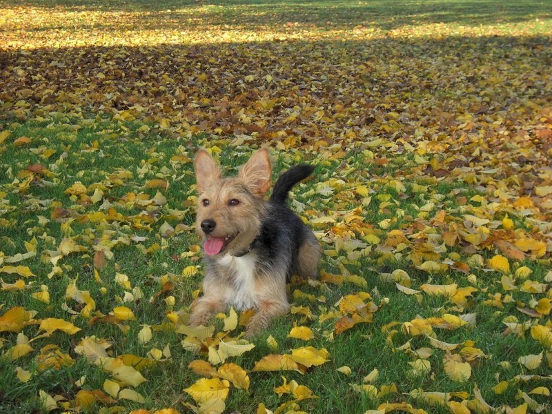 „Darf ich mich vorstellen? Mein Name ist Capa und ich bin ein drei Jahre alter Terriermischling. Mein Frauchen Tanja Dobrindt ist jeden Tag mit mir im Wald unterwegs.“