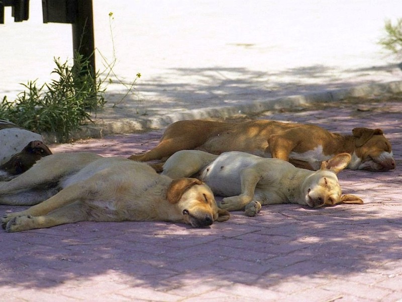 Schlafende Hunde sollte man nicht wecken! Eine Hunde-Siesta beim Spaziergang entdeckt.