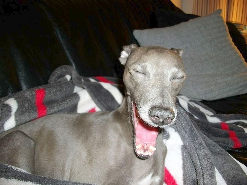 Den „lachenden“ Hannibal, ein Hund der Rasse Italienisches Windspiel, hielt Ulrich Florie im Bild fest.