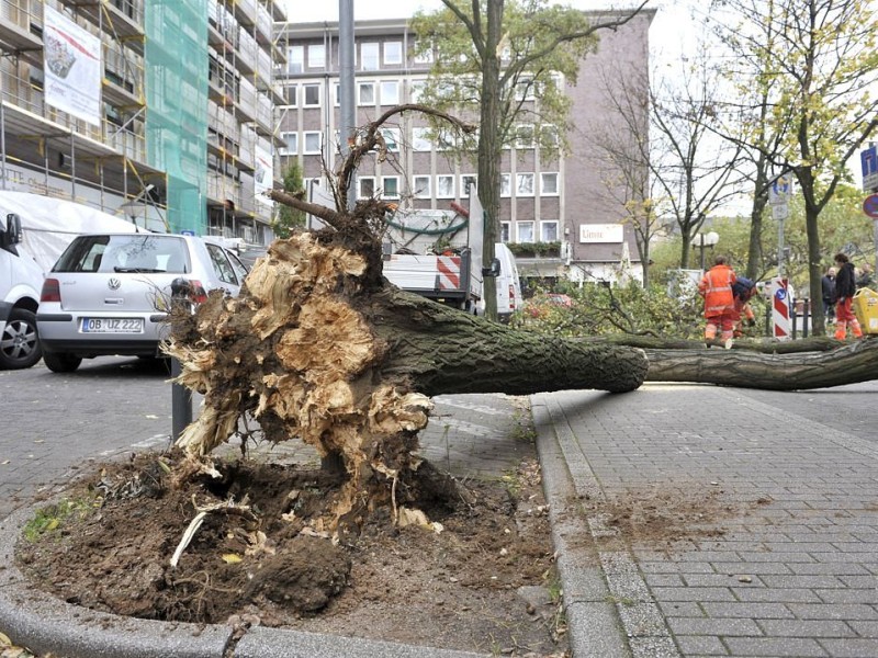 In Oberhausen-Mitte ist auf der Langemarkstraße ein großer Baum entwurzelt.