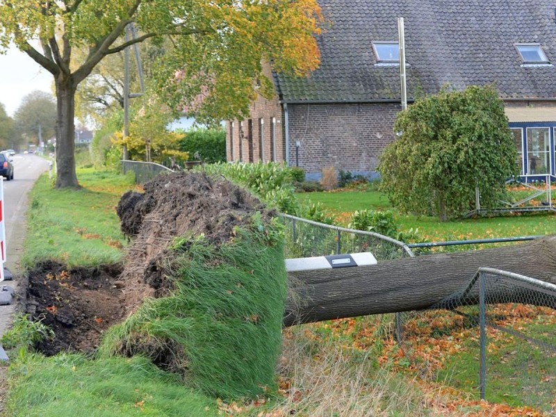 Sturmschäden auch im Kreis Kleve: In Bedburg-Haus wurde dieser Baum vom Sturm gefällt...