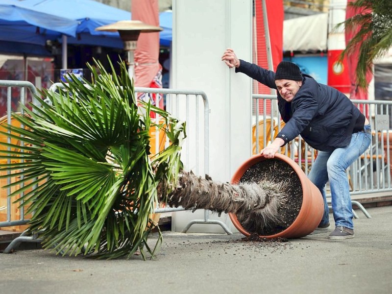 Ein Mann versucht am  Rheinufer in Düsseldorf eine vom Wind umgestürzte Palme aufzurichten. Die Sturmböen haben knapp über 100 Stundenkilometer erreicht.