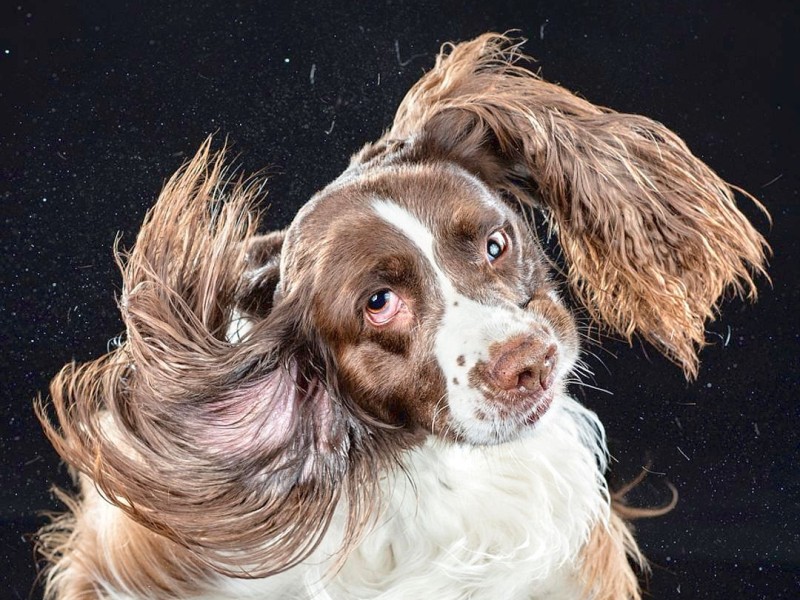 Mit einer sehr kurzen Belichtungszeit hat die US-amerikanische Fotografin Carli Davidson Hunde fotografiert, während sie sich schütteln. Entstanden sind zahlreiche Aufnahmen, die sie in dem Buch Shake veröffentlicht.