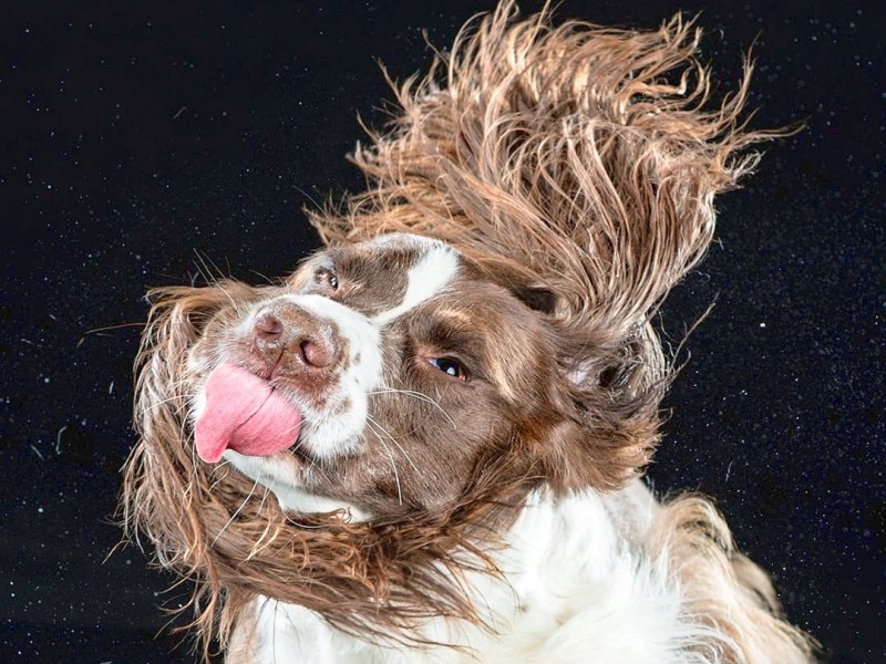 Mit einer sehr kurzen Belichtungszeit hat die US-amerikanische Fotografin Carli Davidson Hunde fotografiert, während sie sich schütteln. Entstanden sind zahlreiche Aufnahmen, die sie in dem Buch Shake veröffentlicht.