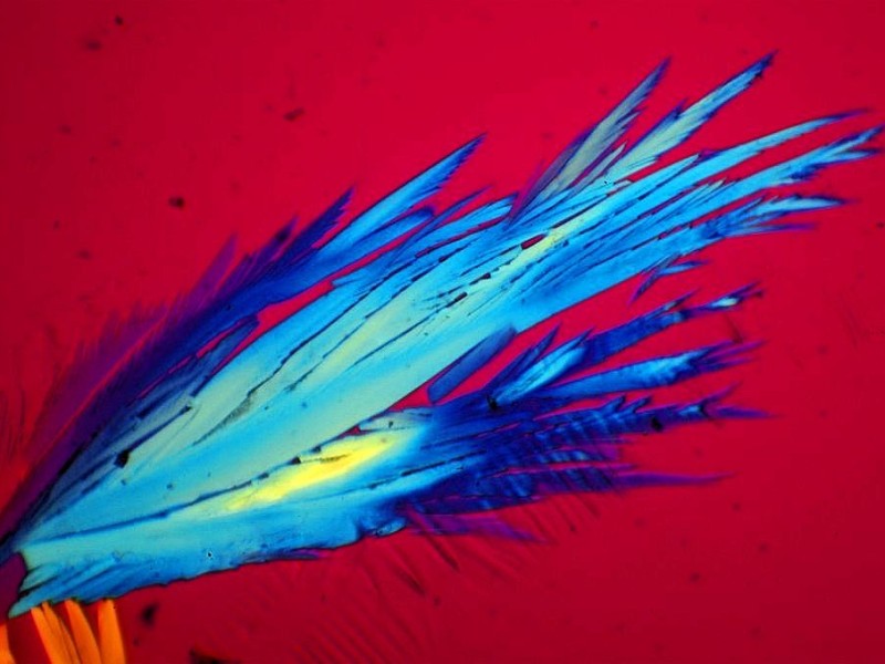 Hier ein Bild einer seltsamen „Blume“, die beim Auskristallisieren von Fruchtzucker, einem Bestandteil des Honigs, entstanden ist. Ich habe sie im polarisierten Licht unter dem Mikroskop fotografiert, schreibt Ludger Knoke aus Brilon.