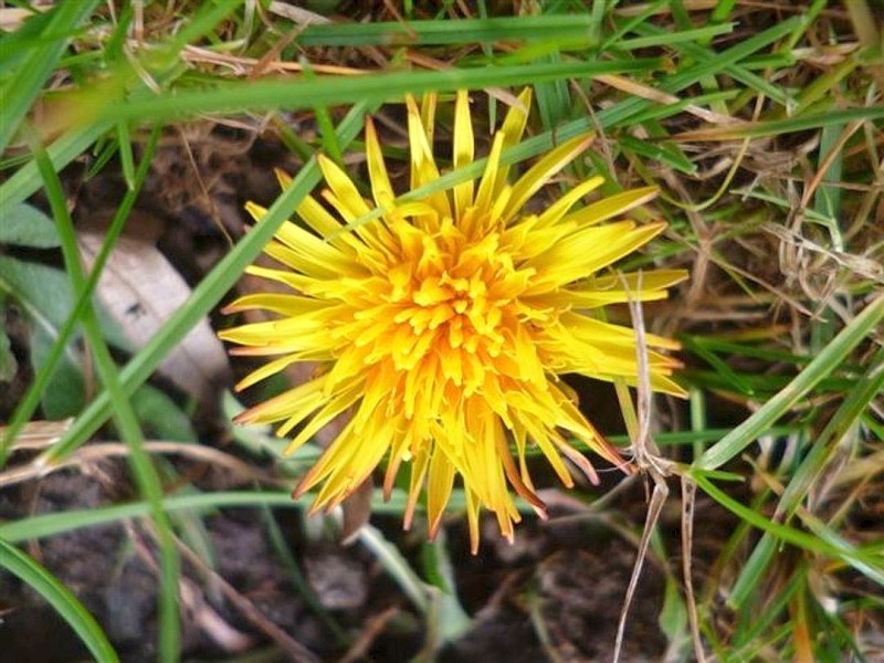 Das ist die Blüte vom Löwenzahn, der am 12. Januar 2014 auf unserer Wiese blüht, schreibt Gisela Rose aus Bredelar zu ihrem Foto.