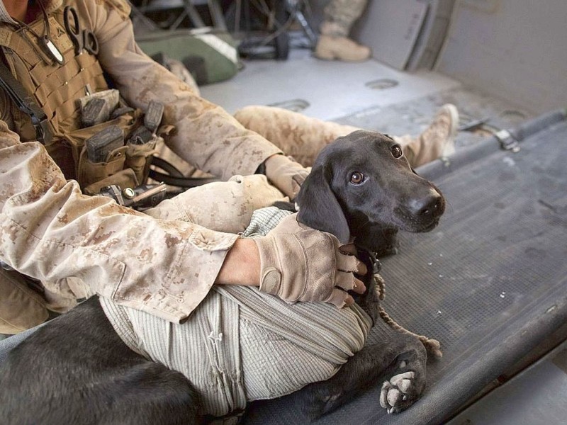 Ein US-amerikanischer Soldat kümmert sich um einen Sprengstoff-Spürhund, der bei einem Einsatz in der Provinz Helmand verletzt worden ist.