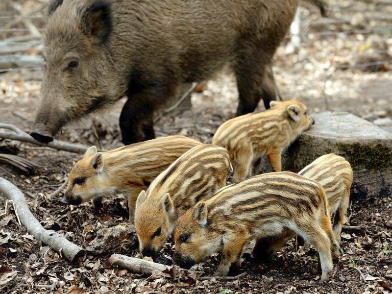 Stadtförster Stefan Jeschke zeigt den fünfachen Nachwuchs bei den Wildschweinen im Stadtwald in Duisburg-Neudorf. Im Dezember nahm der Förster zwei junge Wildschweine, Schnitzel und Blümchen, auf und baute für sie das Gehege im Wald. Dann kam ein drittes dazu und nun gibt es die mittlerweile gut drei Wochen alten Frischlinge.