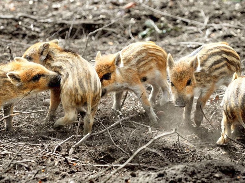 Stadtförster Stefan Jeschke zeigt den fünfachen Nachwuchs bei den Wildschweinen im Stadtwald in Duisburg-Neudorf. Im Dezember nahm der Förster zwei junge Wildschweine, Schnitzel und Blümchen, auf und baute für sie das Gehege im Wald. Dann kam ein drittes dazu und nun gibt es die mittlerweile gut drei Wochen alten Frischlinge.