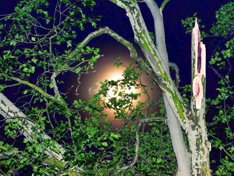 In den späten Abendstunden tobte ein extremes Unwetter über Bochum und hinterließ nach gut 30 Minuten ein totales Chaos. Im Bild:zerzauster Baum gegenüber des Kunstmuseums.