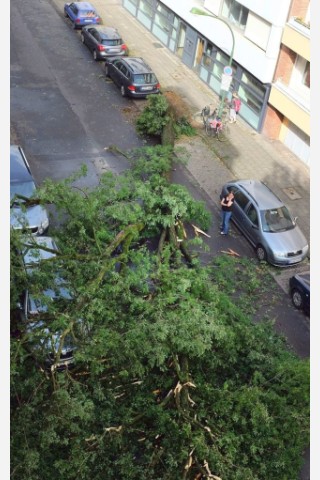 Ein Baum liegt in Düsseldorf  nach dem Sturm mitten auf der Straße.