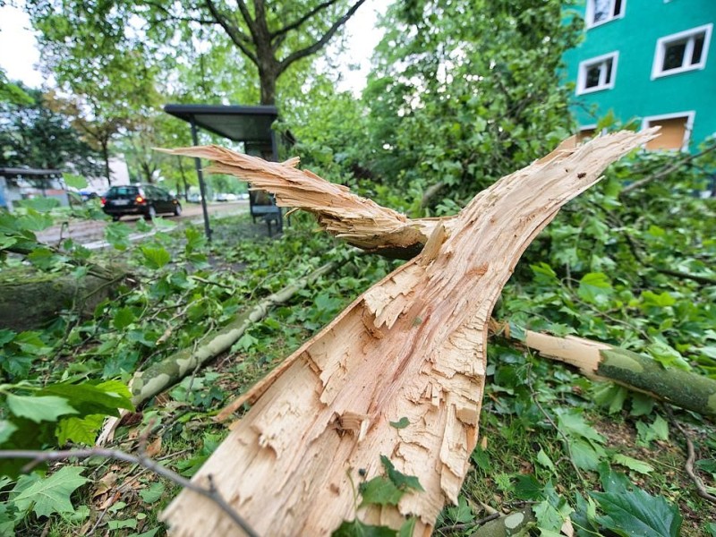 Nach dem schweren Unwetter sind zahlreiche Bäume in Bochum...