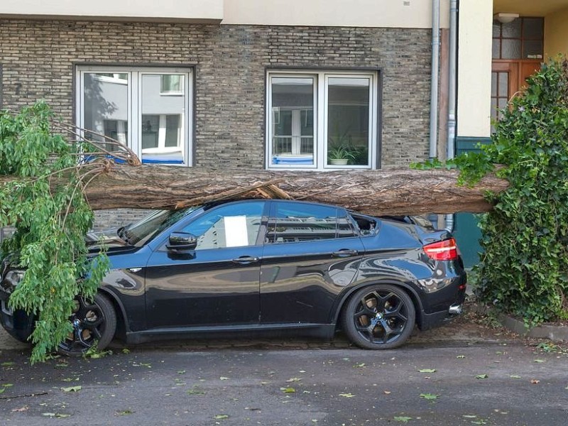 Ein umgestürzter Baum in Düsseldorf. Das Unwetter hat die Stadt besonders stark getroffen.