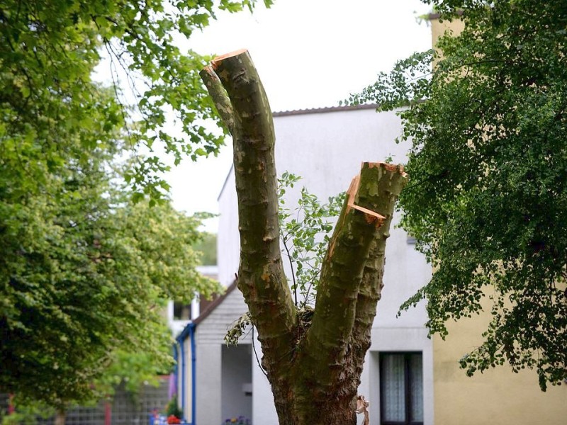Ein Baumskelett, fünf Tage nach dem Sturm, an der Rosastraße in Rüttenscheid. Foto: Kerstin Kokoska WAZ/FotoPool