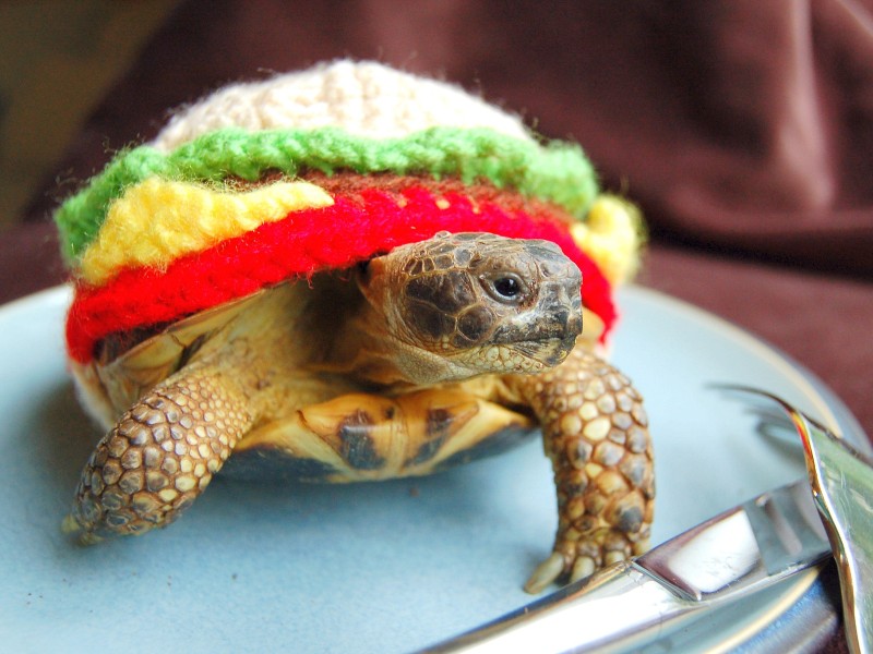 Diese Schildkröte sieht aus wie ein kleiner Burger.