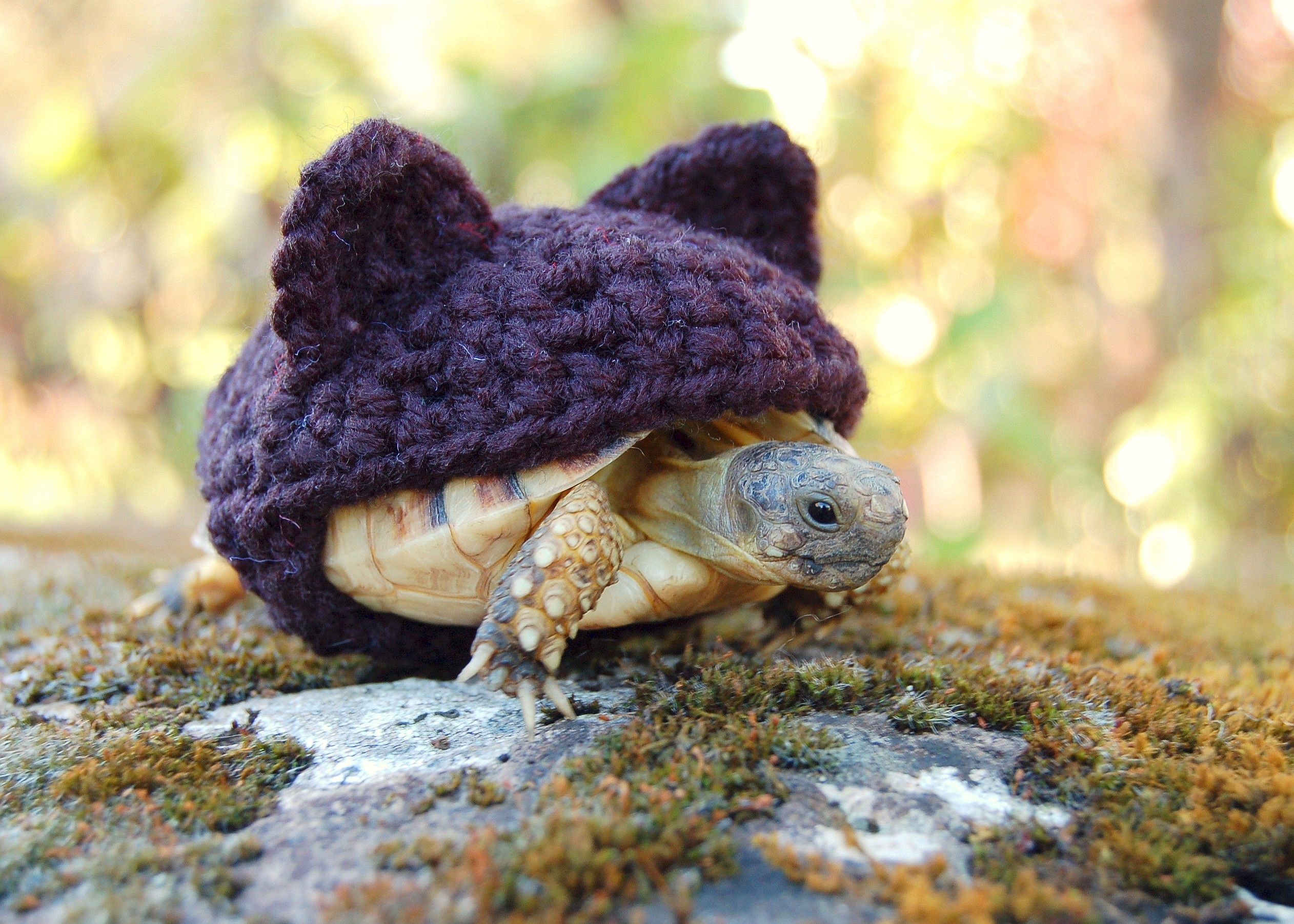 Von Australien bis Finnland, von Japan nach Südafrika: Überall gibt es „verrückte“ Schildkrötenfans, die Katies Mode bestellen.