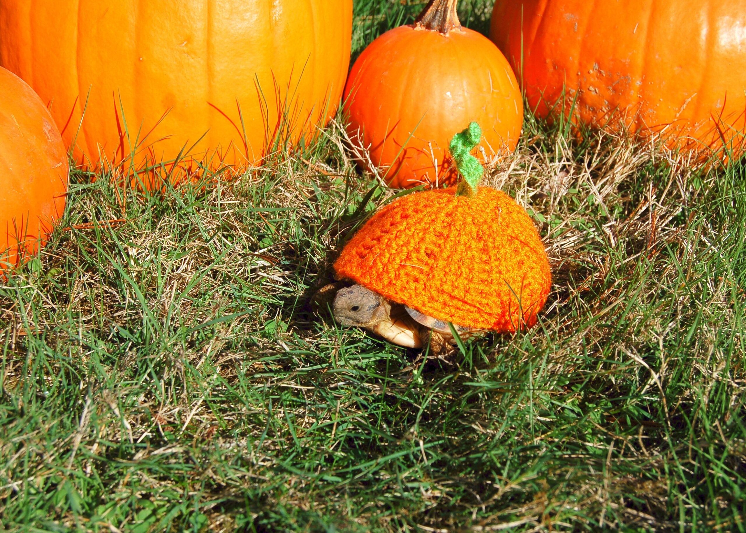 Schildkröte im Halloween-Kürbis-Pullover.