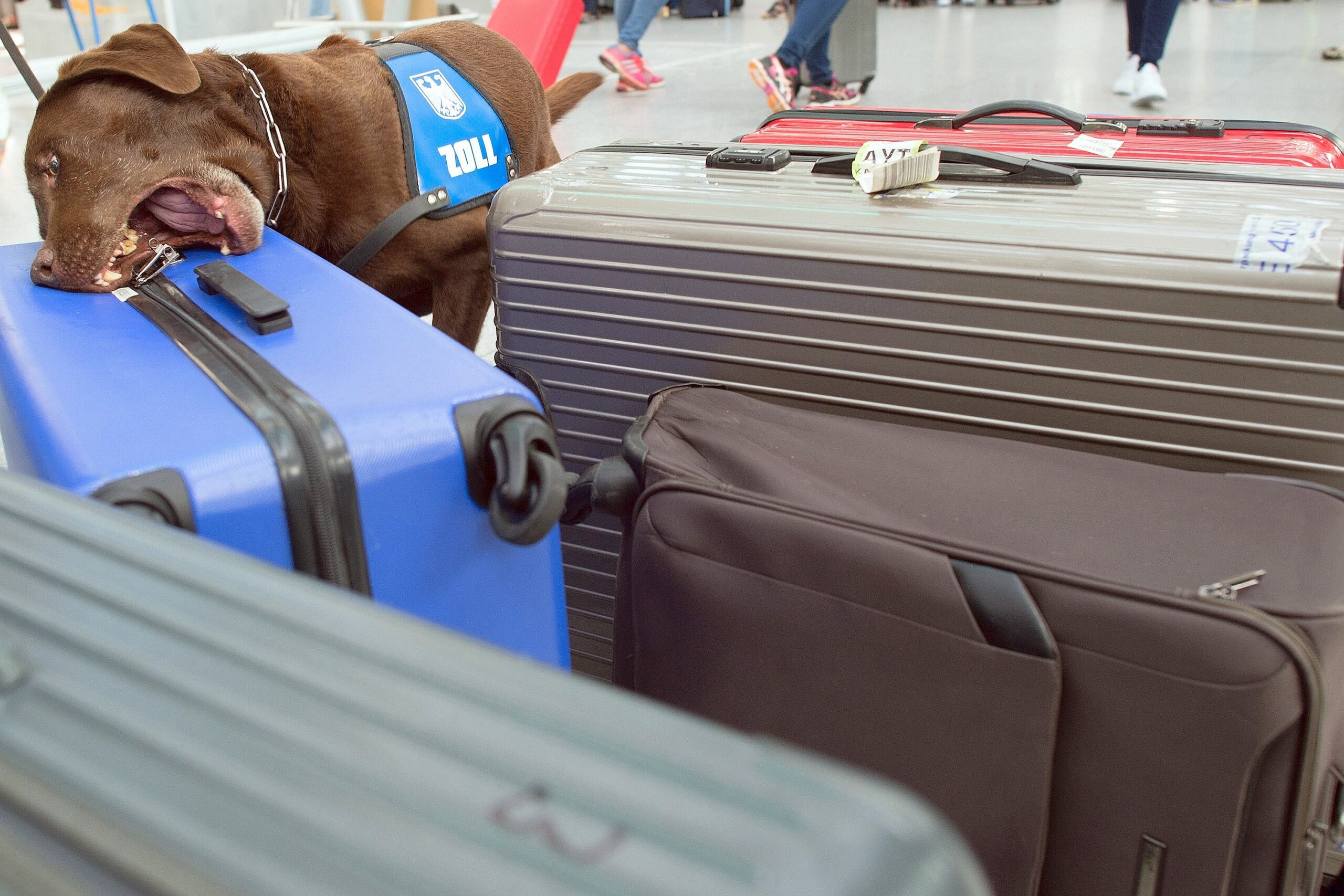 Uno beißt sich an einem Koffer fest.