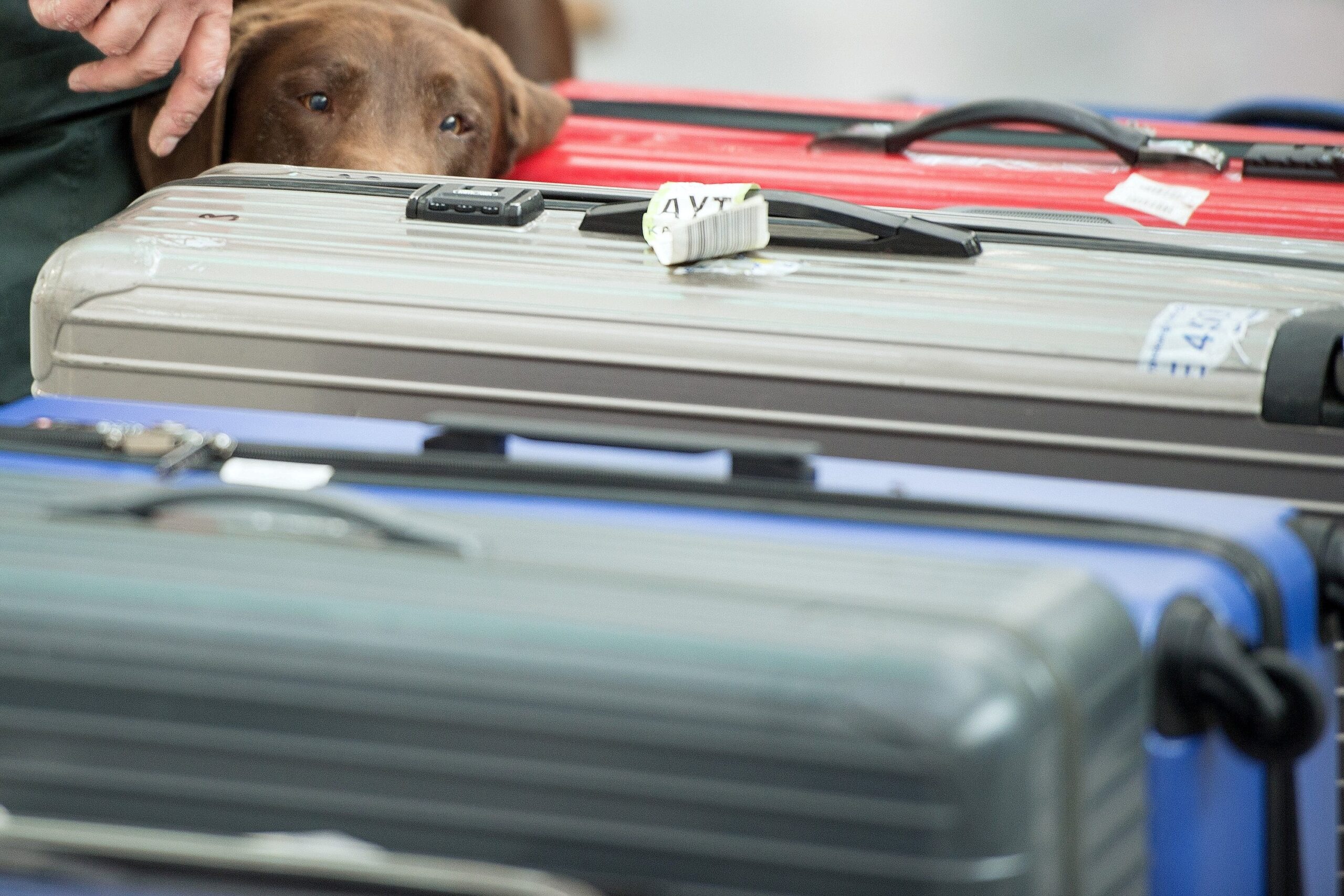 Die Hunde werden künftig zum Aufspüren geschützter Tiere und Pflanzen im Reisegepäck eingesetzt.