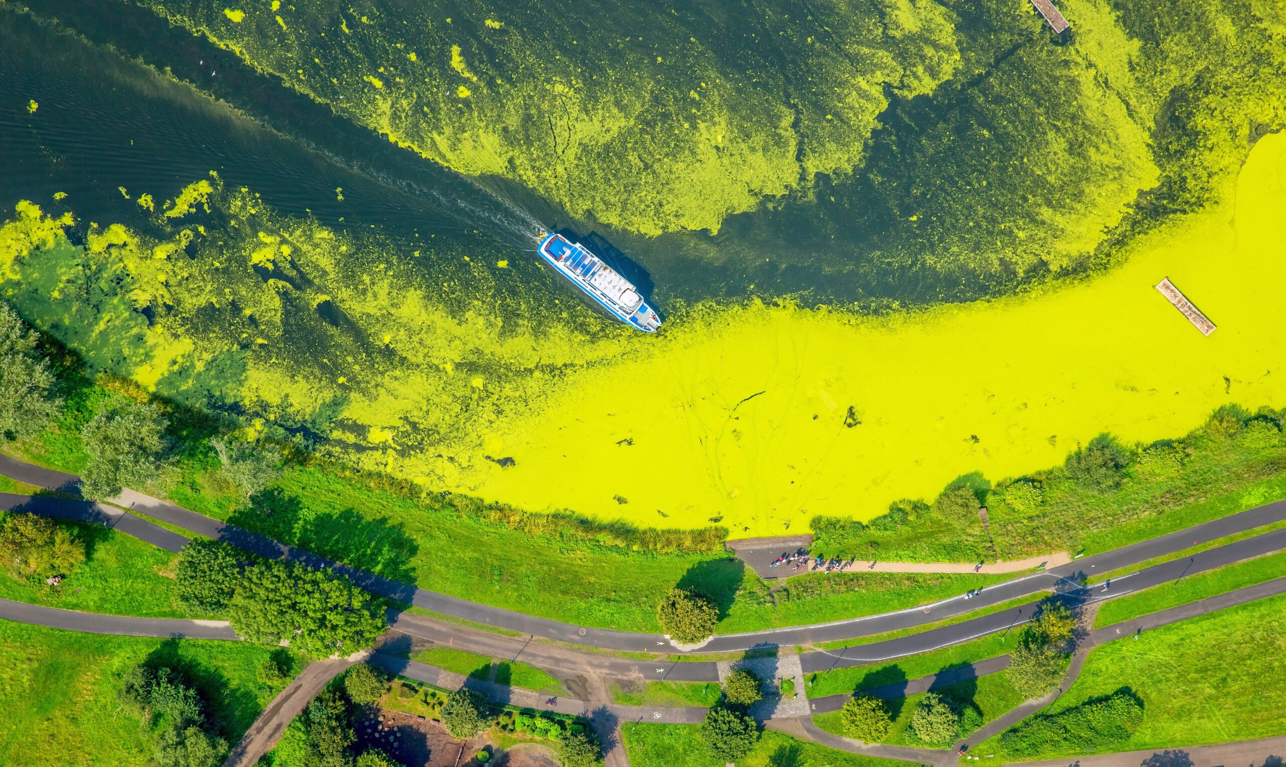 Wasserpest, Elodea, das Fahrgastschiff Schwalbe II legt auf der Wittener Seite in Heveney am Kemnader Stausee und nimmt Fahrgäste auf,  Bochum, Ruhrgebiet, Nordrhein-Westfalen, Deutschland