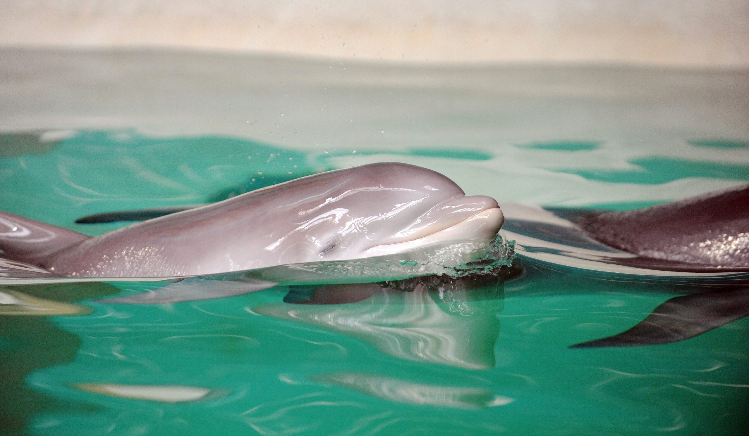 Erstmalig in der Geschichte der Delfinhaltung in Deutschland wurden im Delfinarium des Zoo Duisburg gleich drei Jungtiere nahezu zeitgleich geboren. Bei der Vorstellung am 17. Oktober war nur Dörte mit Mama Delphi zu sehen.